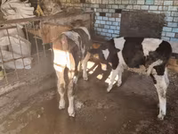 Bull, Cattle — photo 3