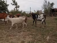 बकरा, Nubian Goat — फ़ोटो 3