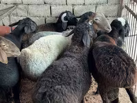 Ram, Sheep — photo 2