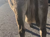 Kuh, Simmental cattle — Foto 3