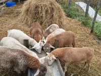 Ram, Katum sheep — photo 2