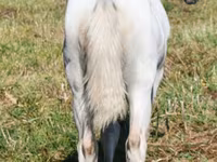 فرس, Quarter Horse — الصورة 6