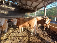 Toro, Ganado vacuno — foto 2