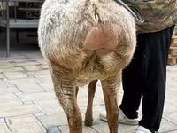 भेड़, Arashan sheep — फ़ोटो 6