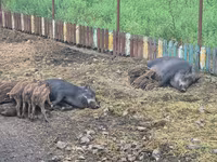Säue, Schweine — Foto 3