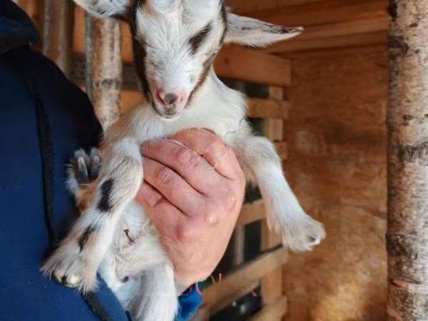 母山羊, Australian Miniature goats — 俄罗斯