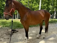კვიცი, Dutch warmblood horse — ფოტო 6
