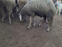 Carnero, Baerchuke sheep — foto 1