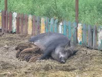 Säue, Schweine — Foto 2