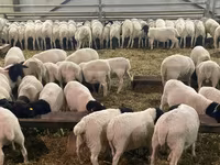 ცხვარი, Kuibyshev sheep — ფოტო 8