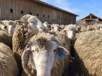 मेढ़ा, Kazakh fat-tailed coarsewool sheep — फ़ोटो 4
