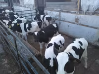 Toro, Ganado vacuno — foto 5