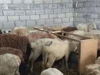 ცხვარი, ცხვრები — ფოტო 6