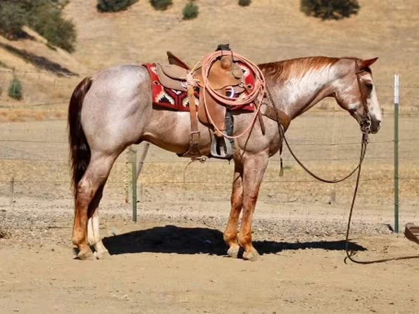 Hengst, National Show Horse