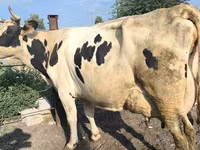 Kuh, Swiss cattle — Foto 5
