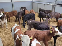 Bull, Holstein breed — photo 4