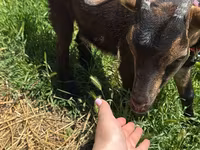 თხა, Nubian Goat — ფოტო 3