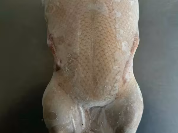 Лапы утки