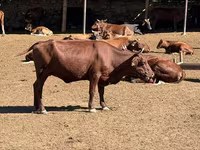 ძროხა, Latvian Blue cattle — ფოტო 2