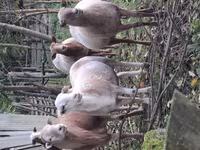 كبش, Katum sheep — الصورة 3