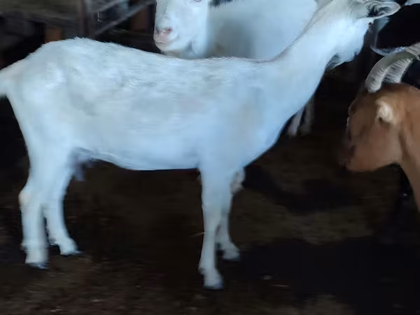 母山羊, Saanen goat
