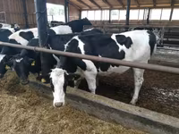 Kuh, Swiss cattle — Foto 2