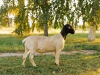 मेढ़ा, Dorper sheep — फ़ोटो 1