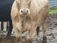 Bull, Yaroslavl cattle — photo 2