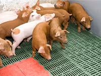 Säue, Schweine — Foto 8