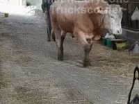 Toro, Ganado vacuno — foto 7