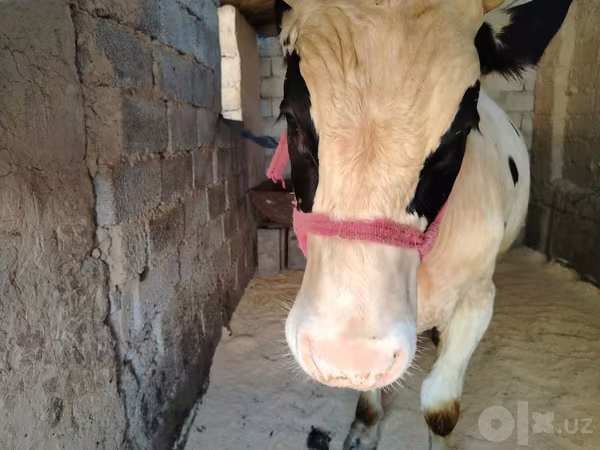ხარი, Russian Black pied cattle