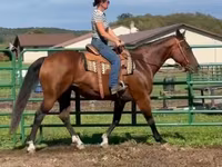 घोड़ी, Quarter Horse — फ़ोटो 2