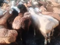मेढ़ा, भेड़ — फ़ोटो 2