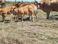 Cow, Cast cow — photo 3