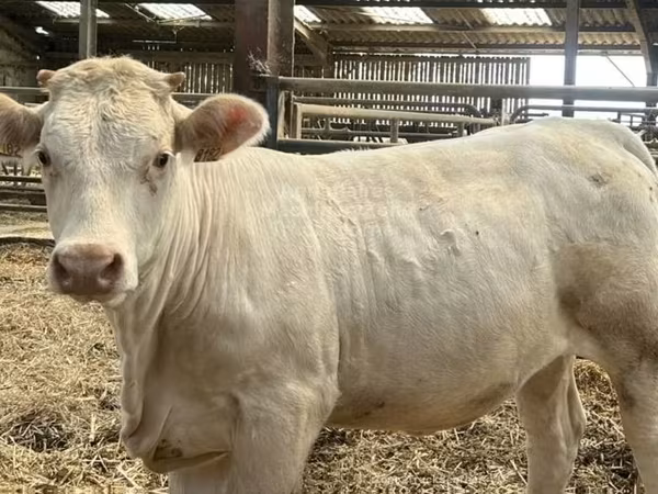 ძროხა, Charolais cattle