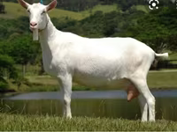 बकरा, Saanen goat — फ़ोटो 4