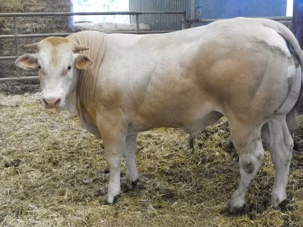 ხარი, Blonde d’Aquitane cattle
