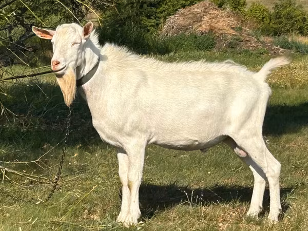 Ziegenbock, Saanen goat
