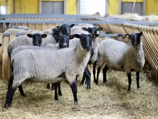 Oveja, Romanov sheep — Rusia