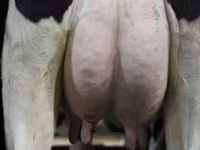 ძროხა, Swiss cattle — ფოტო 5