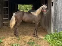 Yegua, Rocky Mountain Horse — foto 8