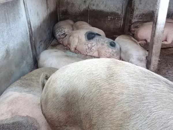 Eber, Schweine