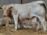 ხარი, Charolais cattle — ფოტო 3