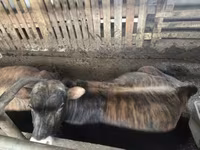 सांड, जर्सी नस्ल — फ़ोटो 1