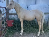 Caballo, Palomino — foto 1