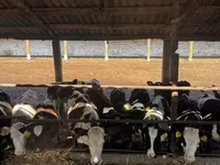 母牛, Cattle — 照片 1