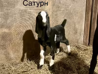 बकरा, Kamori goats — फ़ोटो 2