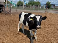 ხარი, Russian Black pied cattle — ფოტო 1