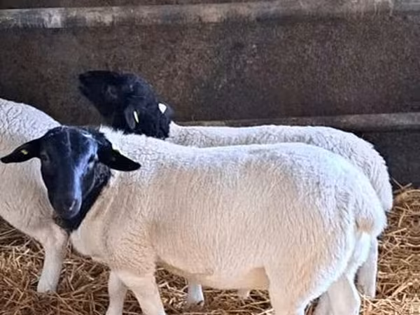 ვერძი, Dorper sheep