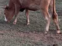 ძროხა, Latvian Blue cattle — ფოტო 6